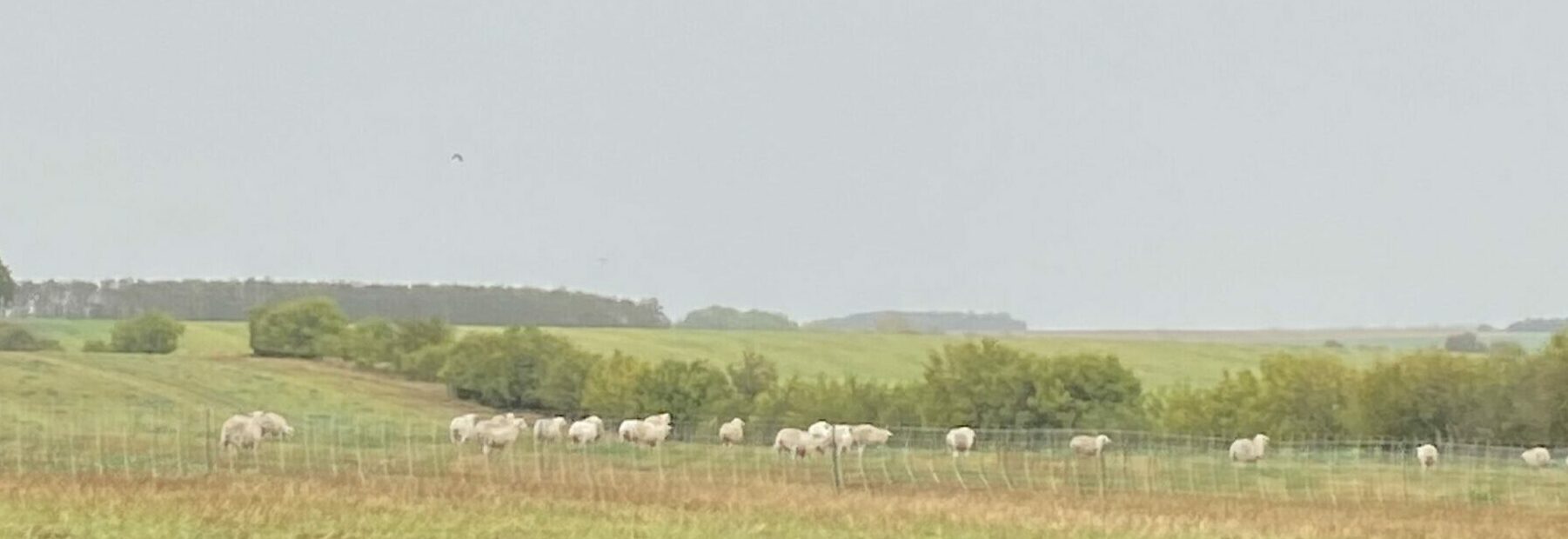 parc agrivoltaïque de Migny